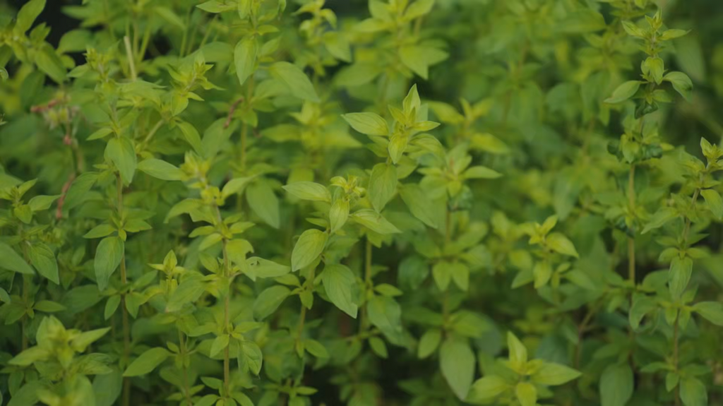 [Image: 3md7agzoh5q4.png]