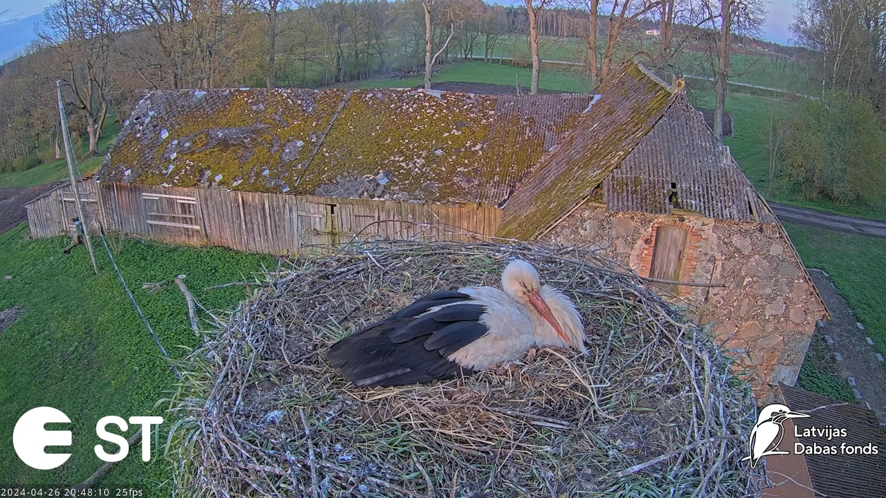 Baltie stārķi (Ciconia ciconia) Tukuma novadā - LDF tiešraide __ White storks in Tukums, Latvia 11-4