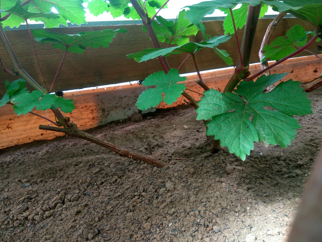 Сеянец Волкова 10-4-76 (фото от 11.07.2018)