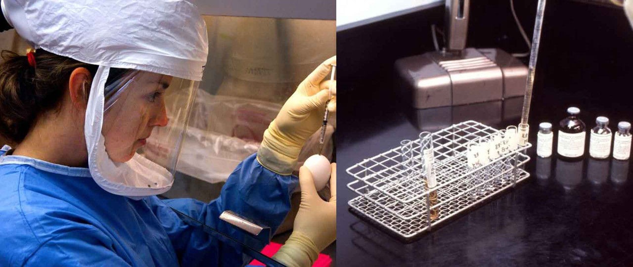 Processo penale e prelievo coattivo di campioni biologici