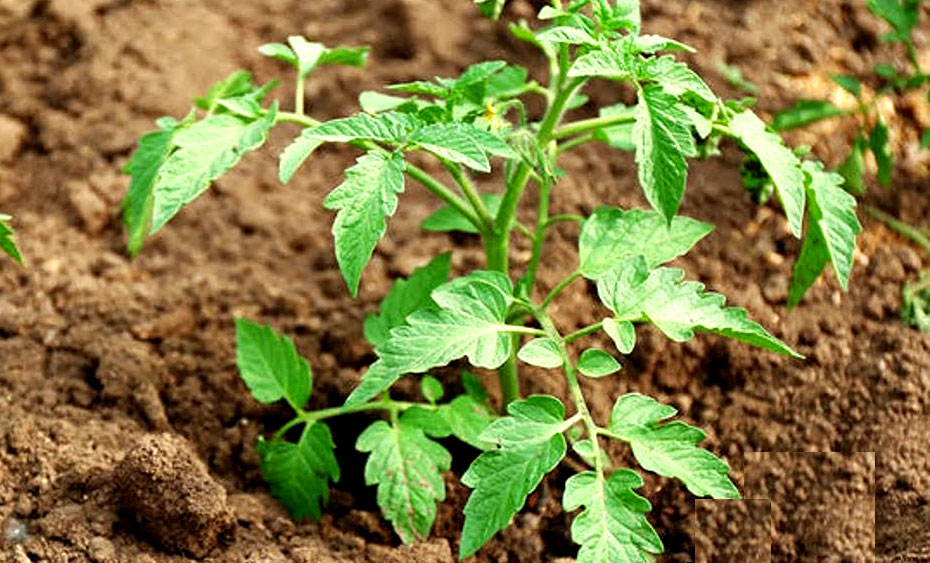 Heirloom Tomato Plants Growing Tips Get Easy Do easy