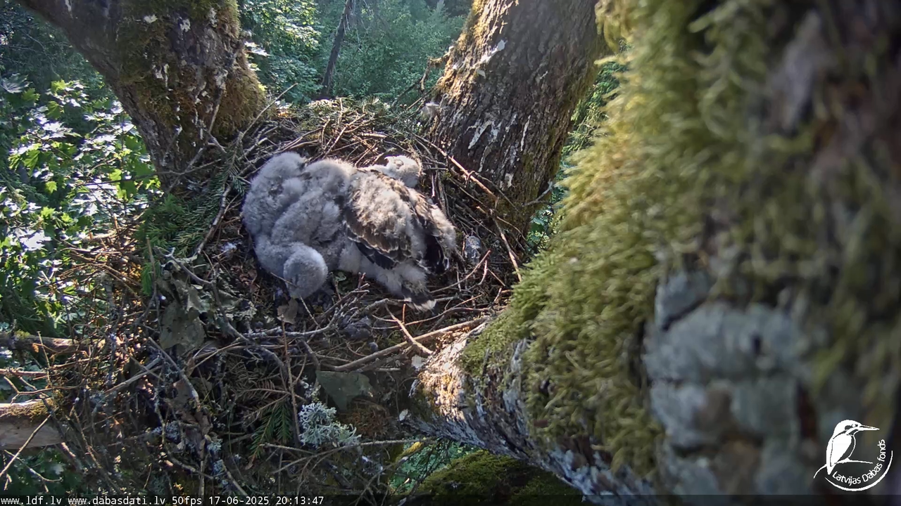 Melnās klijas (Milvus migrans) Kurzemē_ peļu klijāni (Buteo buteo) 13-46-17 screenshot
