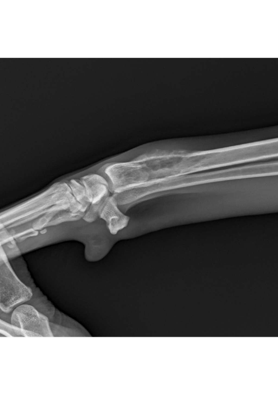 Суставы Средний 10-25 kg-Запястный-Заплюсневый AP-13.04.2022-10_50_12-804