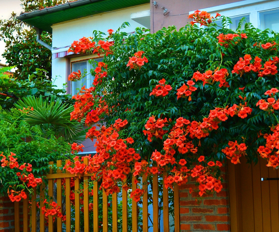 https://i.postimg.cc/1t3tkrPp/red-flowers-trees-nature-dom-dvor-kalitka-derevo-krasnye-tsv.jpg