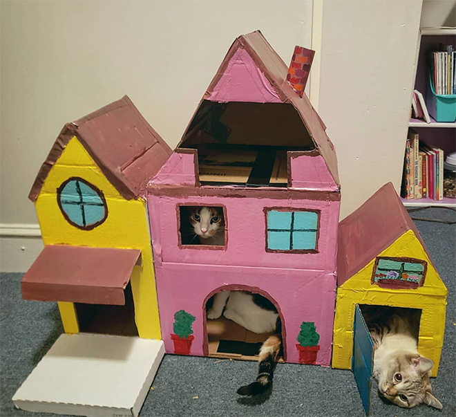 cat-forts20.jpg