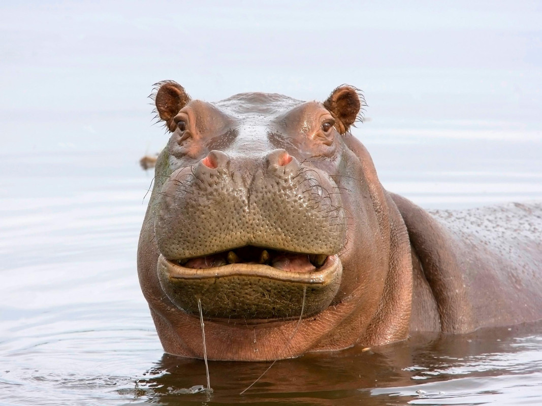 hippo-dung-life