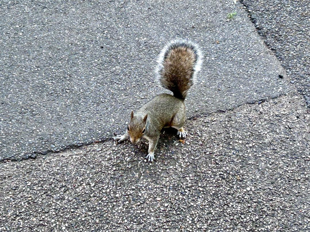 Пёстрая лента. Путешествие по сельским дорогам Англии в мае 2025 г.