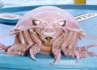 https://i.postimg.cc/1t566xfD/orias-isopod2.jpg
