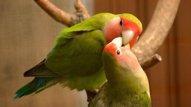 [Image: love-birds.jpg]