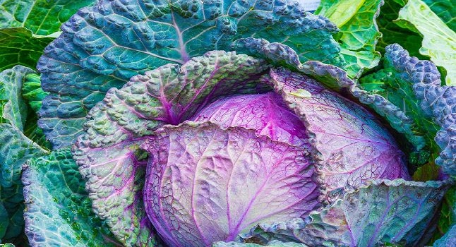 Can Rabbits Eat Cabbage (Read, Purple, & Napa)? Feeding Guide