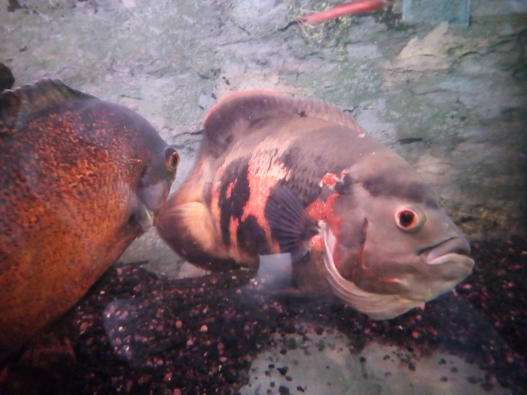 viber image 2019-03-30 , 13.51.17