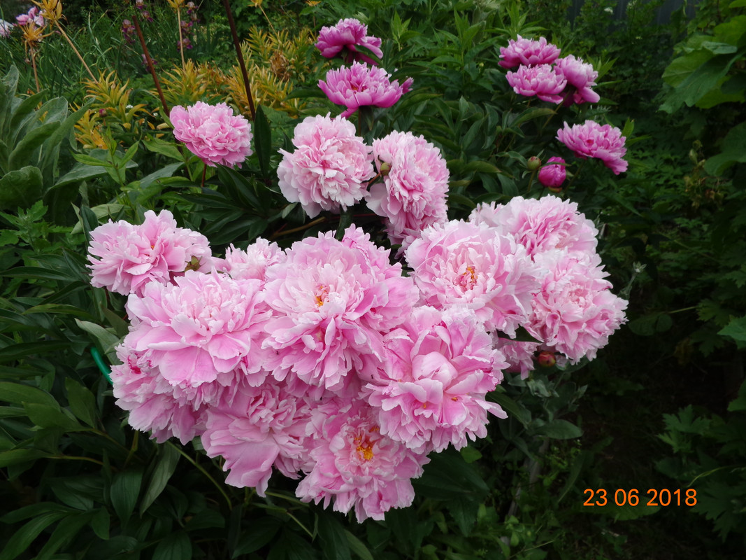 сара бернар