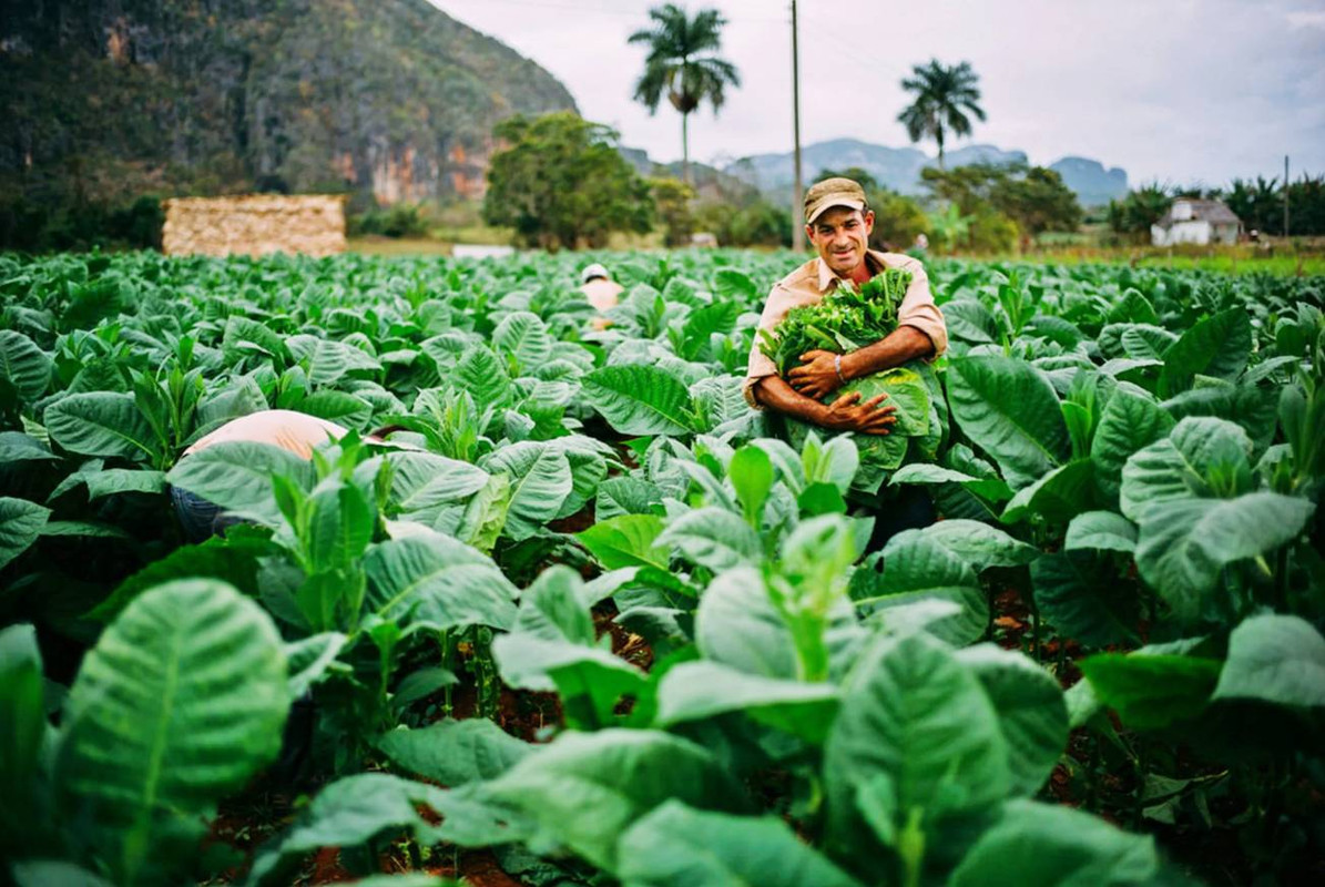 cuba-tobacco-harvest-jpg-1920×1283--04-14-2025_05_50_AM