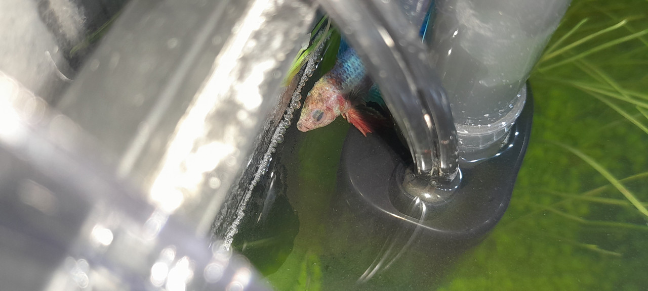 8 - poisson aquarium 1