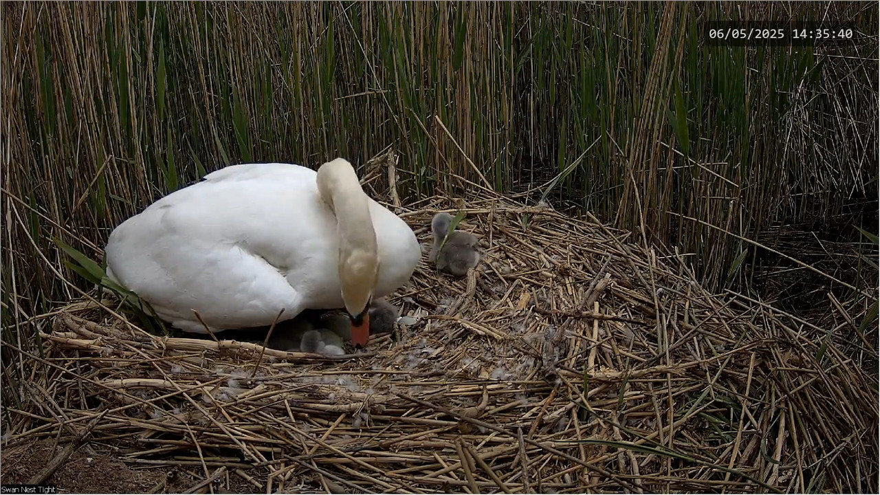 🔴 TIEŠRAIDES Gulbju ligzda 🦢 _ Putnu kameras _ Roberts E. Fullers 13-0-22 screenshot