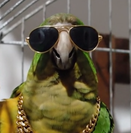 CEO Fifi