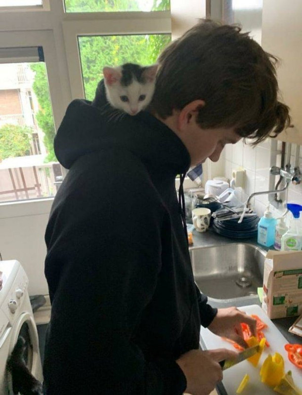Pets-2