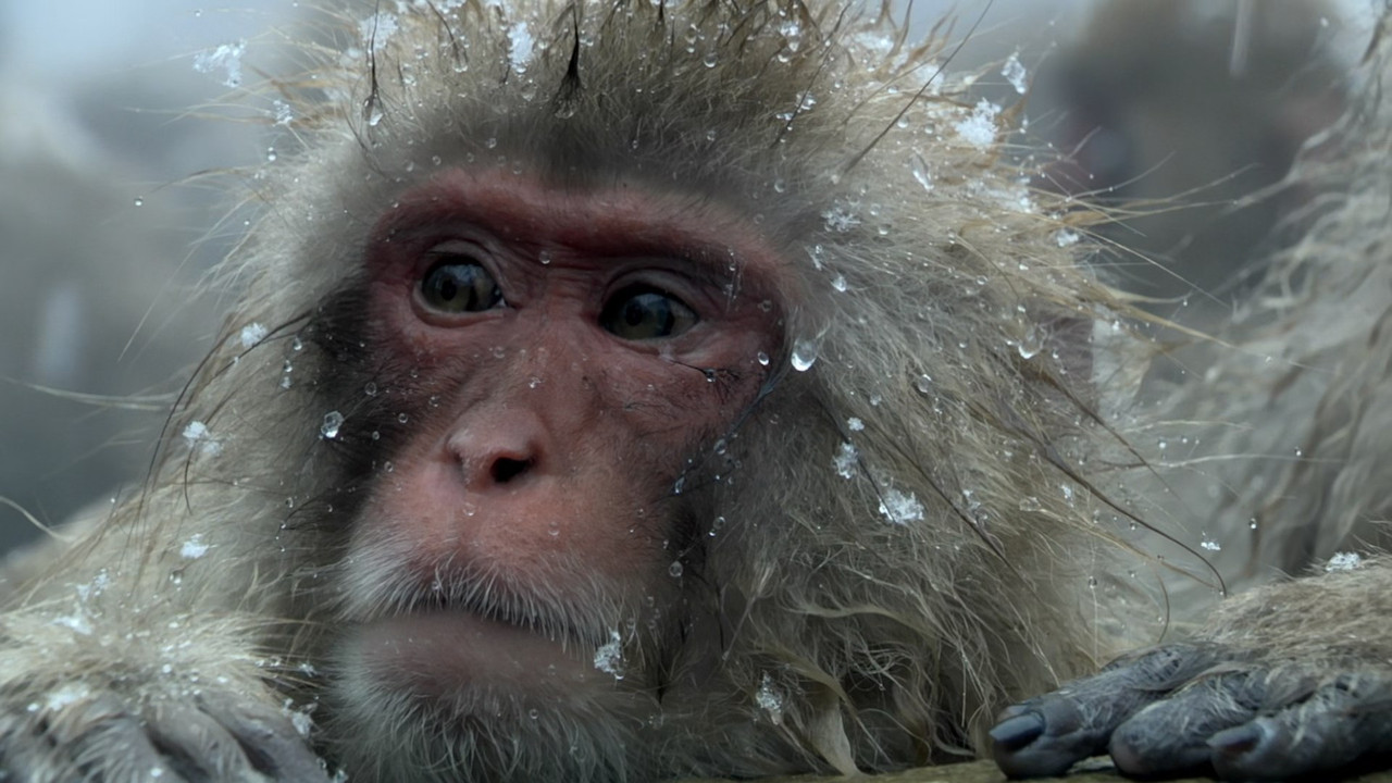 Monkey Planet (2014) - S01E01 - Meet the Family (1080p BluRay x2