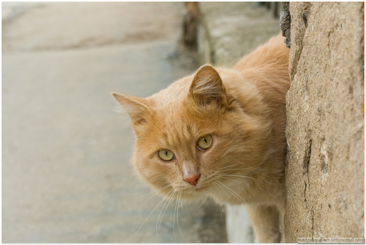 Sev-Cat-2013