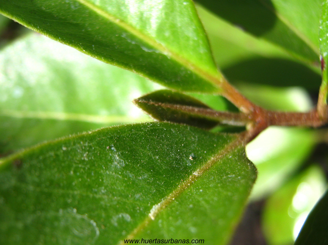 huertasurbanas_com_20180311_114345psidium_robustum-4