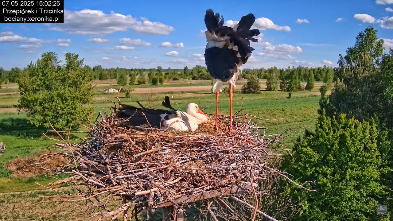 07052025bociany16
