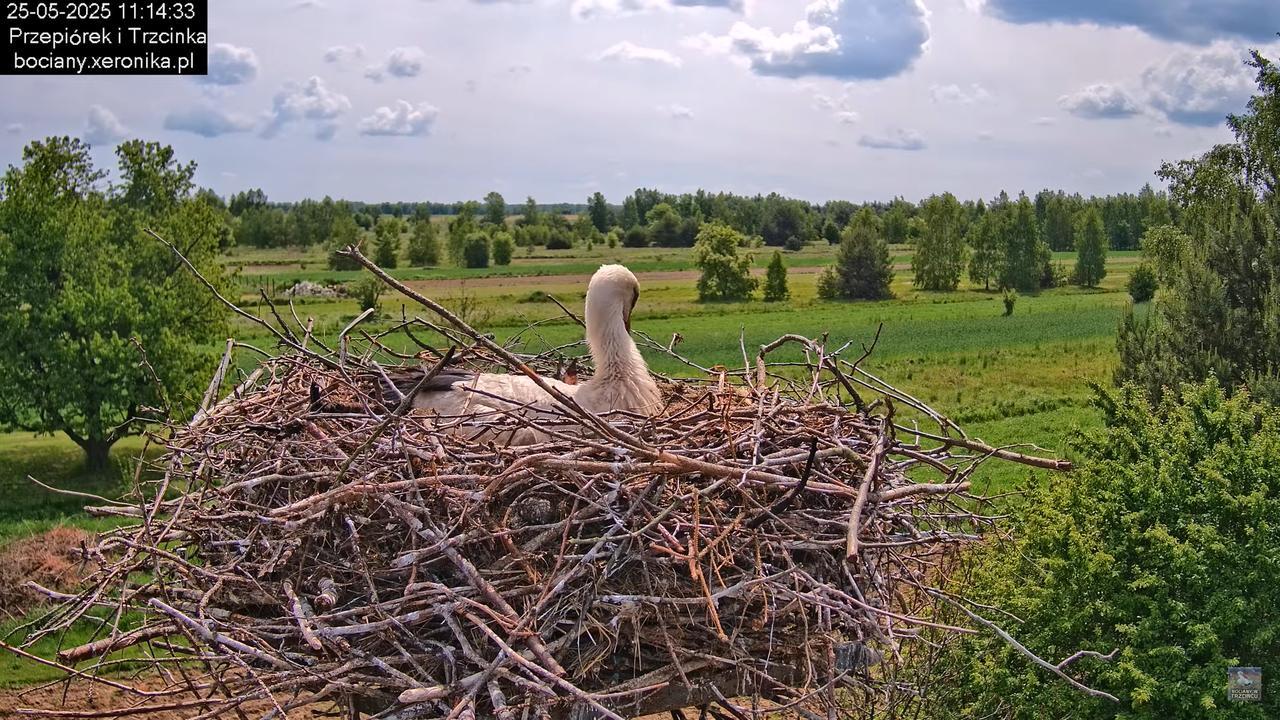 25052025bociany17