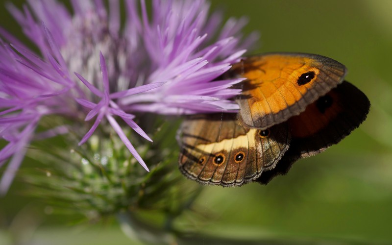 Coenonympha dorus (Dusky Heath Butterfly) - _JUS4141 - CLR