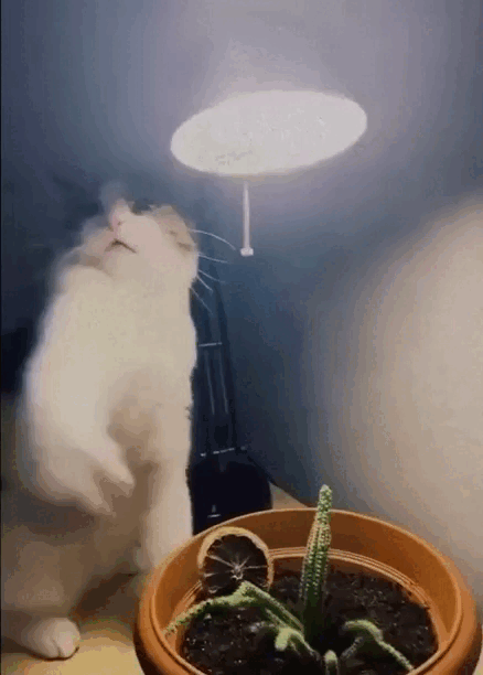 image.gif