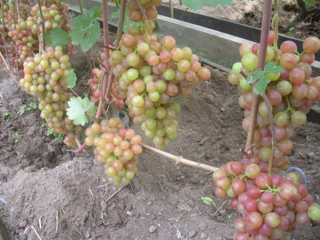 Куст г.ф. Малиновый 20-2 под нагрузкой в пк теплице В.Ф.Меньшова