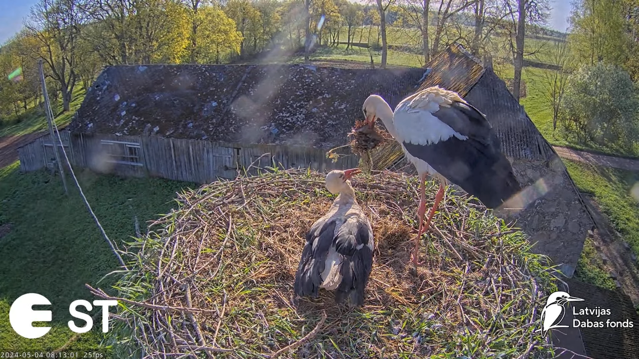Baltie stārķi (Ciconia ciconia) Tukuma novadā - LDF tiešraide __ White storks in Tukums, Latvia 11-4