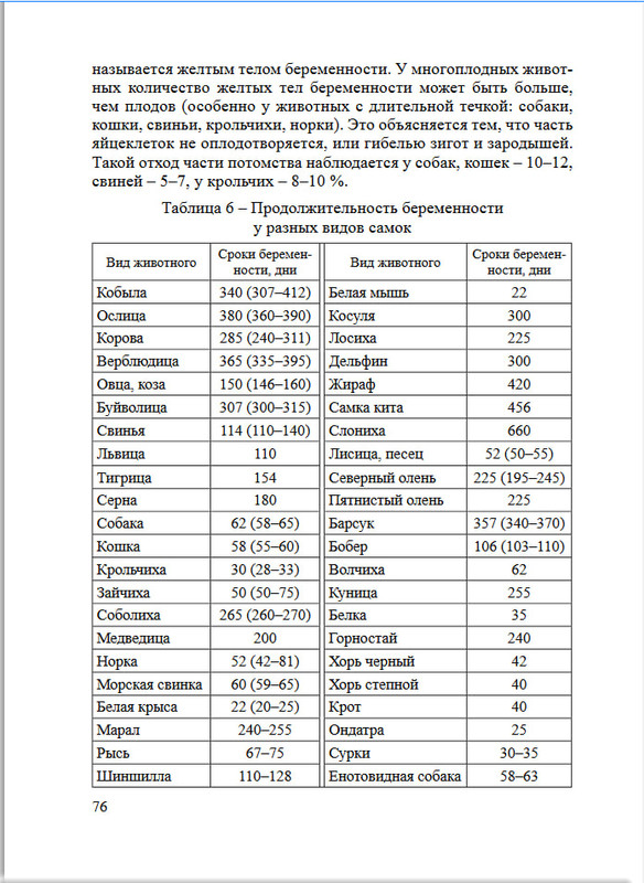 Беременность у животных (оригинал)