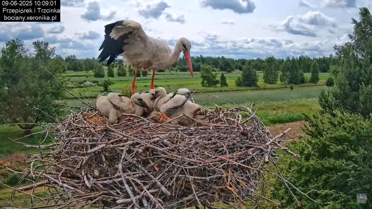 09062025bociany29