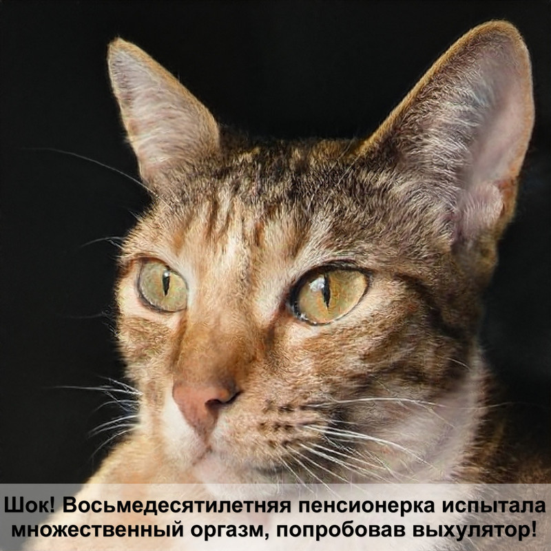 кошка с кудрявой шерстью