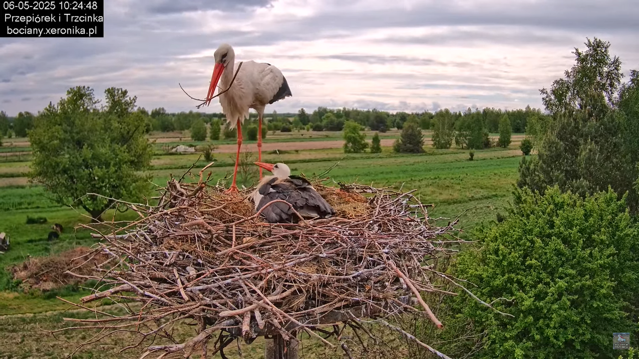 06052025bociany17