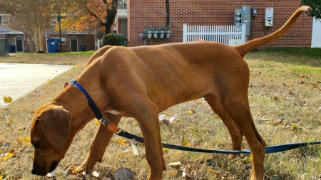 Fundamentals of Dog Training