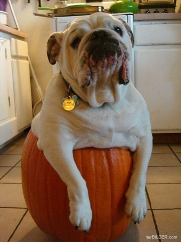 Fall-Dog-in-Pumpkin