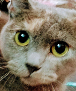 Screenshot-2019-07-10-22-07-13-kindlephoto-31363987.png