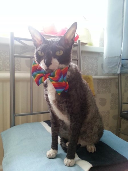 1425722_550895591646724_214738428_n