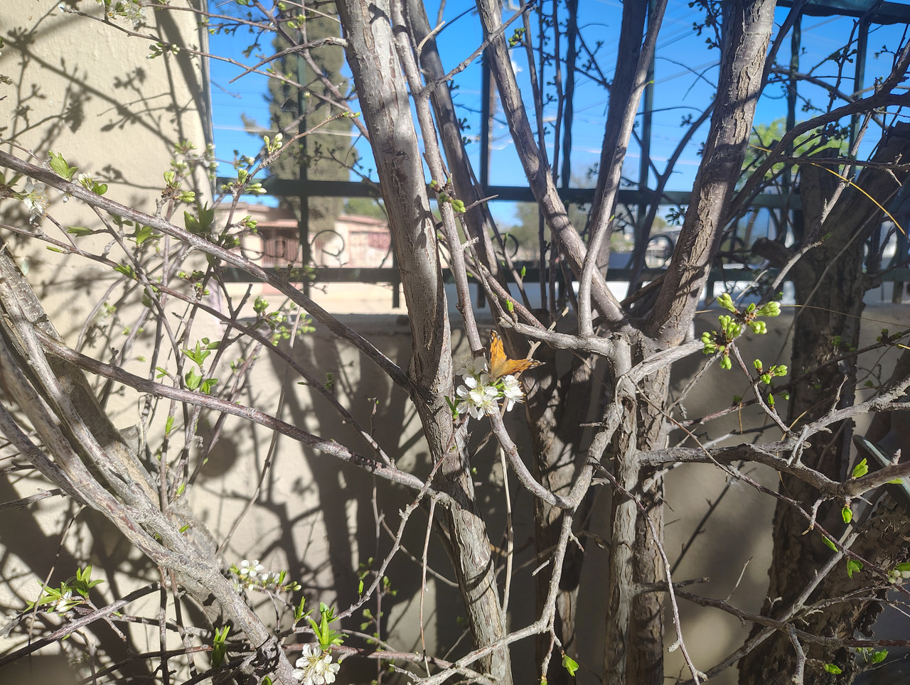 IMG 20260312 160642569 HDR