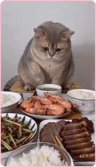 270326-chat-crevettes-casque