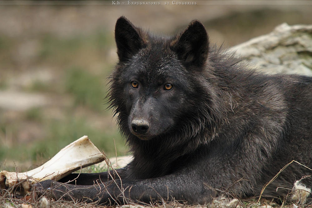 black-teddy-by-khalliysgraphy-d4hch5v-fullview.jpg