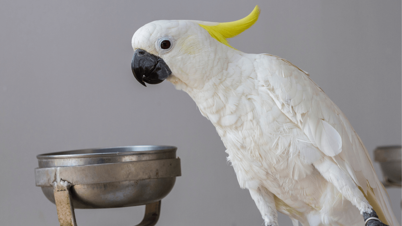 Glossy Black Cockatoo Illustration