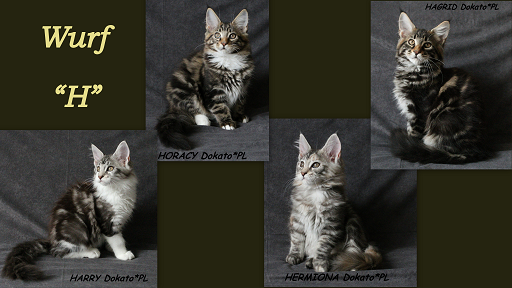 Labhraidh Mainecoon Katze Maine Coon Cattery Zucht Aus