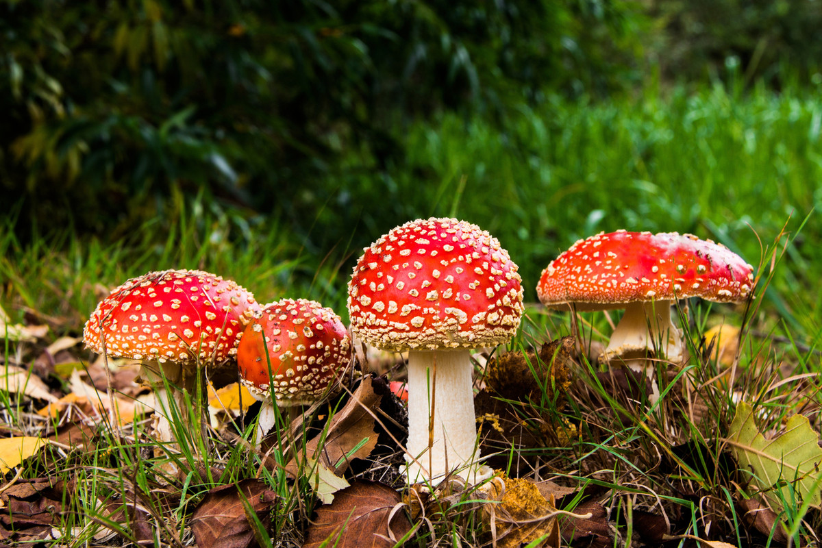 redtoadstools.jpg