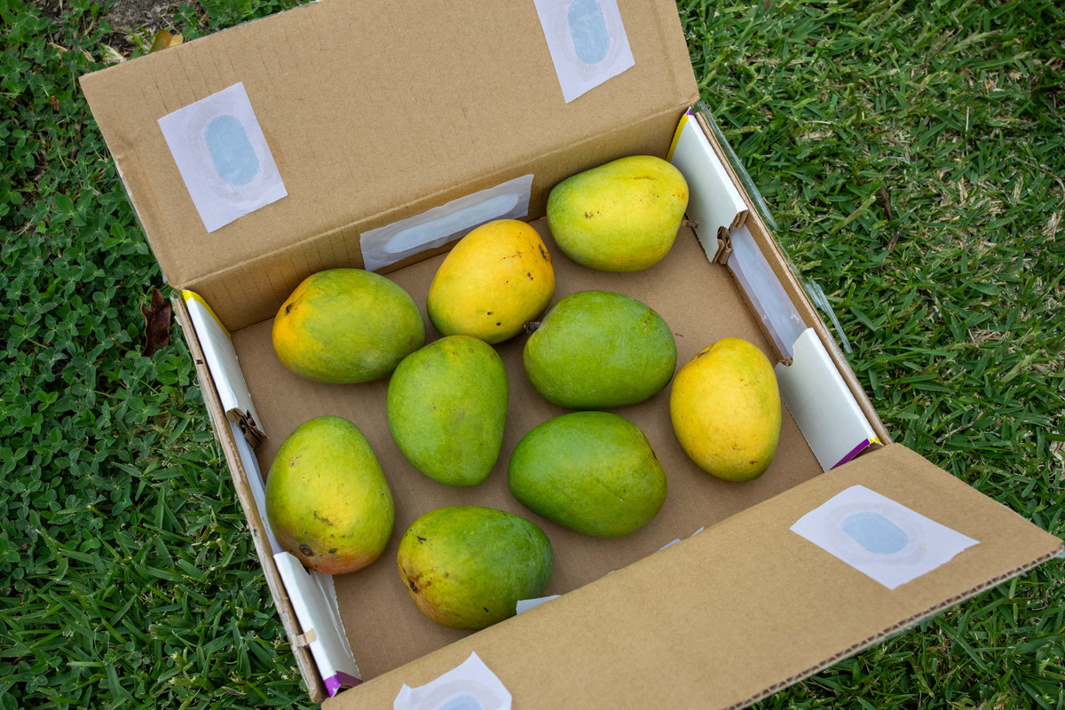 8U1A1757  Indian Alphonso Mangos Inside Box, AP (5-26-2024)