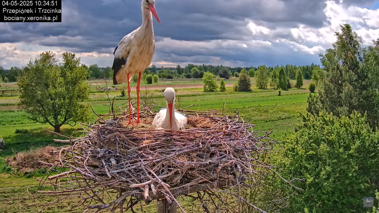 04052025bociany15