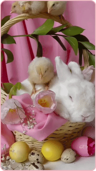 030426-lapin-poussins-oeufs