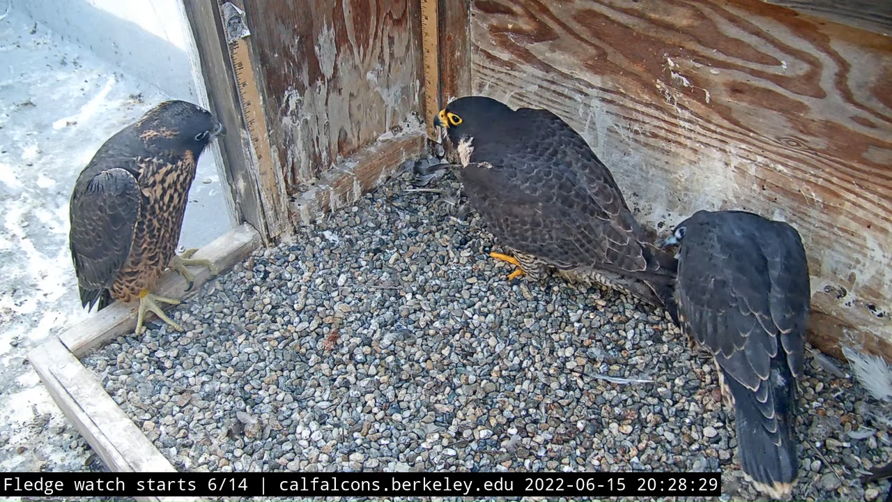 Cal Falcons Nest Cam, UC Berkeley 5-1-59 screenshot (1)