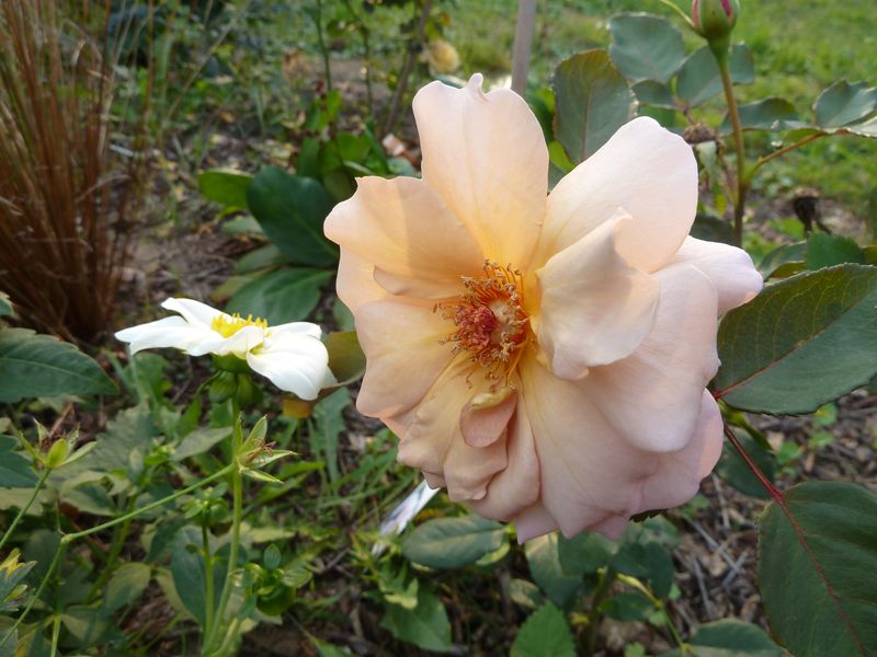 2013-08-30 Julias Rose