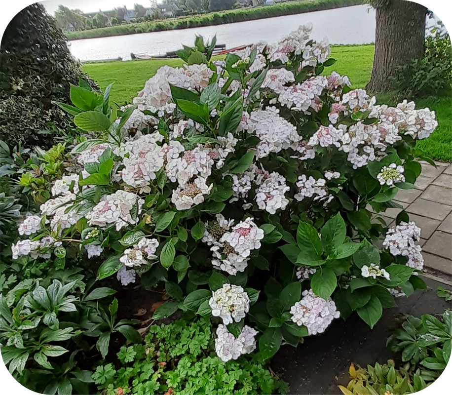 hortensia